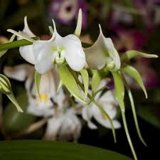 Image result for Angraecum chamaeanthus