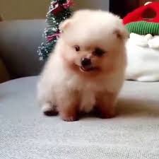 Переглядів 331 тис.2 роки.süß, verrückt, lustig und endspannt, das erwartet dich heute in diesem ca. Wie Heisst Der Susse Hund Bzw Diese Hunderasse Hunderassen