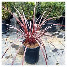 Image result for Cordyline