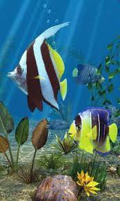 I Wish I Put This As Secert In 2021 Aquarium Live Wallpaper Fish Screensaver Live Fish Wallpaper