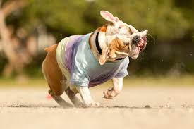 Definition of pup (entry 2 of 2). Hypo Dysmyelinogenesis Shaking Pup In Dogs Symptoms Causes Diagnosis Treatment Recovery Management Cost