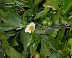 Image result for Theaceae