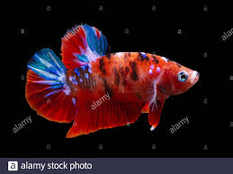 Betta Koi Galaxy Halfmoon Plakat Hmpk Male Or Plakat Fighting Fish Splendens In Black Backgrounder Stock Photo Alamy
