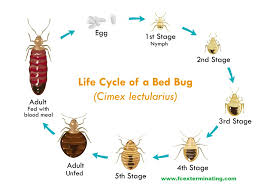 Bed bugs & pest control info for brooklyn residents. Bed Bug Exterminator K 9 Inspection Treatment Bed Bugs Removal Services
