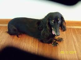 Maybe you would like to learn more about one of these? Bettendorf Ia Dachshund Meet Jasmine A Pet For Adoption