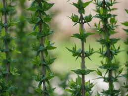 Maybe you would like to learn more about one of these? Illuminati Tower Mockorange Philadelphus Coronarius Proven Winners