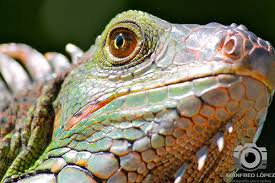 Manfred López Vindas