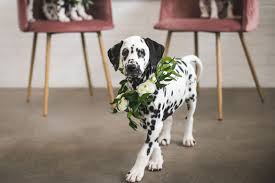 1 year old akc registered puppy. A Black White Vogue Inspired Bridal Lingerie Shower With Dalmatian Puppies Green Wedding Shoes