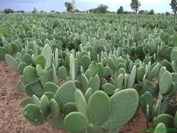 Metodo Centenario Y Sustentable Para Purificar Agua El Nopal Ecocosas Purificacion De Agua Planta De Nopal Nopales Planta