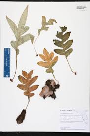 Image result for Drynaria volkensii