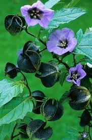 Image result for Nicandra physalodes