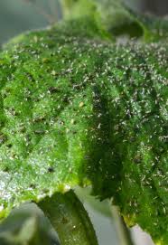 Image result for thrips damage on cucumber