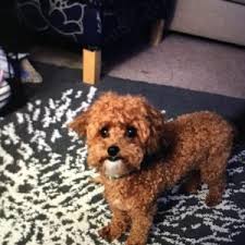 Check spelling or type a new query. Reviews Testimonials Puppy Pictures Stories Greenfield Puppies