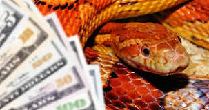 Image result for How Much Is A Corn Snake In south Africa