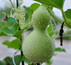 Image result for Lagenaria rufa