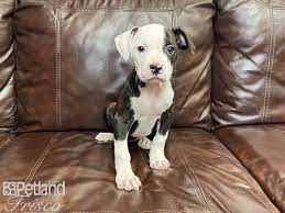 Before buying a puppy it is important to understand the associated costs of owning a dog. American Bulldog Puppies Petland Frisco Tx