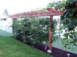 Kiwi Vine On A Fence Trying To Scrounge Up Some More Space In My Yard To Grow Oats And Corn Pergola Garden Garden Vines Garden Structures