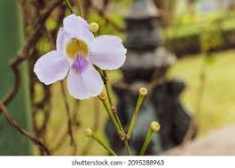 Image result for Thunbergia graminifolia