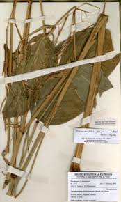 Image result for Sarcophrynium brachystachyum