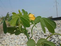 Image result for Senna obtusifolia