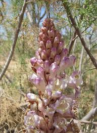 Image result for Orobanche