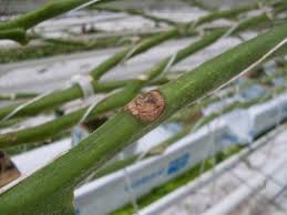 Image result for tomato seedling botrytis