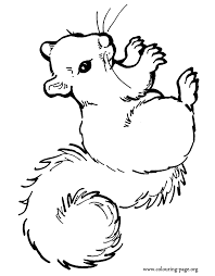 Squirrels A Beautiful Squirrel Coloring Page Squirrel Coloring Page Animal Coloring Pages Coloring Pages