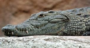 Sin embargo, este tipo de sueños también tienen un trasfondo increíble, que no solo tiene que ver con la personalidad del soñante, sino con todas aquellas vivencias y sentimientos que mantiene ocultos. Significado De Los Suenos Sobre Cocodrilos Sonar Con Cocodrilos