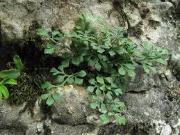 Image result for Asplenium ramicola