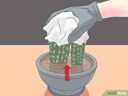 3 Formas De Trasplantar Un Cactus Wikihow