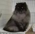 Black Smoke Persian KittenDesigner Persian Kittens For ...