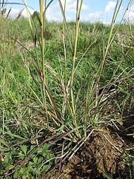 Image result for Ischaemum amethystinum