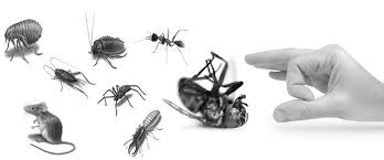 Search for local recommended exterminators & pest control services. Green And Effective Pest Control In East Amherst