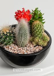 Ancak saksıyı çatlatmamak için dikkat etmeniz gereken bazı noktalar var. Kaktus Bakiminin Incelikleri Rehber Cicek Sepeti