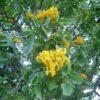 Image result for Pterocarpus rotundifolius