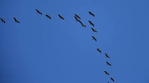 Aussentemperatur und hormone bestimmen, wann der zeitpunkt zum ziehen gekommen ist. Warum Bleiben Zugvogel Nicht Im Suden