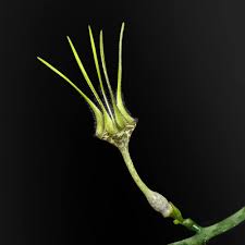 Image result for Ceropegia speciosa