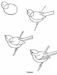 Pencildrawing Pencil Drawing For Kids Bird Drawings Bird Art Drawings