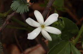 Image result for Jasminum pauciflorum