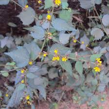 Image result for Triumfetta trifida