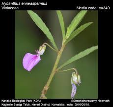 Image result for Afrohybanthus enneaspermus