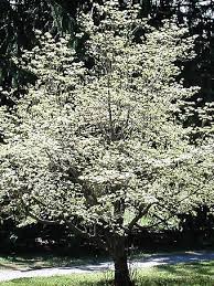 We did not find results for: Dogwood Tree Facts Everything You Need To Know About Dogwoods