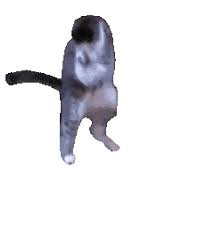 Https Encrypted Tbn0 Gstatic Com Images Q Tbn 3aand9gcst6xuvsagpu4nzjykl7575rp7yzjwu4pvgdq Usqp Cau