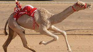 How to buy a camel (and what to do with it then). Identity 2016 Camel Racing A Market Worth Millions Bbc News