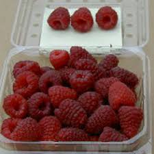 What are the best raspberries to grow? Joan J Raspberry Plant