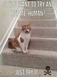Want To Pet Me Human Just Try It Funny Cat Meme Cat Memes Cute Animals Pets