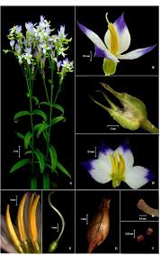 Image result for Exacum