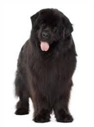 It is elegant, harmonious, agile and hardy. Neufundlander Sanft Loyal Und Zuverlassig Pedigree