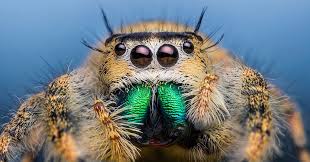 Australia's peacock spider are the most attractive of the world's more than 5000 species of jumping spider. Spider Vision Made Clear Wired