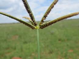 Image result for Eustachys paspaloides